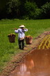 Farmers with seedlings.