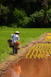 Farmers with seedlings.