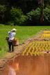 Farmers with seedlings.