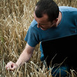agriculteur et ordinateur dans un champ de blé