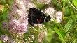 Admiral - Vanessa atalanta - 2 Szenen