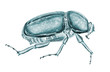 beetle