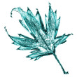Maple leaf