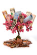 Money tree isolated on white background