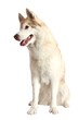 Husky Dog Portrait