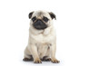 young pug - jeune carlin young pug - jeune carlin