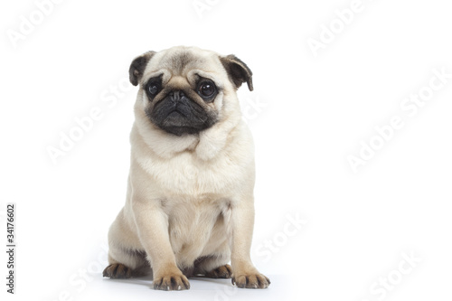 Photo: young pug - jeune carlin young pug - jeune carlin