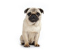puppy dog mops puppy dog mops