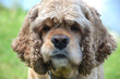 Hundeblick