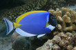 Weisskehl Doktorfisch, Powder Blue Tang