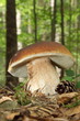 Steinpilz