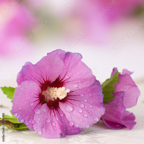 Foto: Pink hibiscus Pink hibiscus