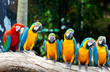 colorful macaws sitting in a tree