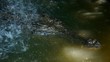 Crocodile close up