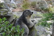 marmotte zoom