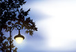 Glowing lantern, surrounded by maple branches Glowing lantern, surrounded by maple branches