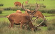 Cerfs