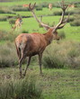 Cerf