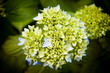 blue hydrangea opening