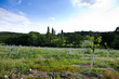 re forestation
