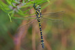 Cordulegaster boltonii