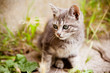 grey kitten