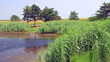 Lake landscape with green reed and trees