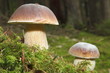 Steinpilze