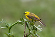 Yellow wagtail