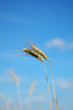 Two rye ears in blue sky Two rye ears in blue sky