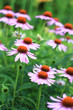 Echinacea