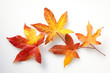 唐楓の紅葉の葉