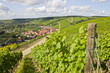 weinreben bei volkach an der mainschleife