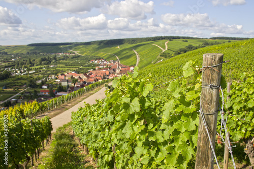 Photo: weinreben bei volkach an der mainschleife weinreben bei volkach an der mainschleife