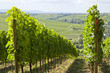 weinreben an der mainschleife