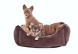 Two chihuahua puppies in a small pet's cot