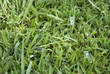 Grass & dew