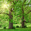 Big plane trees and sunshine