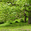 Big plane trees