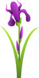 Iris Flower