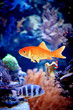 Underwater world /with copy space/