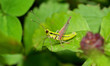 Macro shot of green Grosshopper
