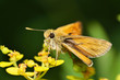 Macro shot of Large Skipper
