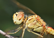 Macro portrait of a Dragonfly