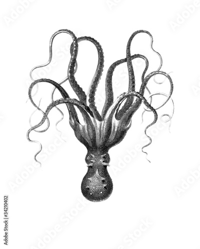 Illustration: Poulpe Poulpe