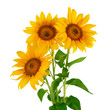 Three sunflowers isolated on white background