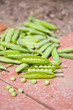 Foto: biogarten biogarten