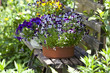 wooden bench with flower pots in a wild garden.