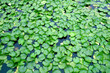 Garden Pond