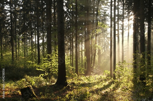 Photo: Misty coniferous forest backlit by the morning sun Misty coniferous forest backlit by the morning sun